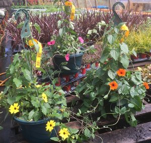 Black-Eyed Susan Thunbergia Hanging Basket